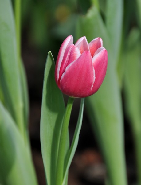 高雅郁金香花卉圖片