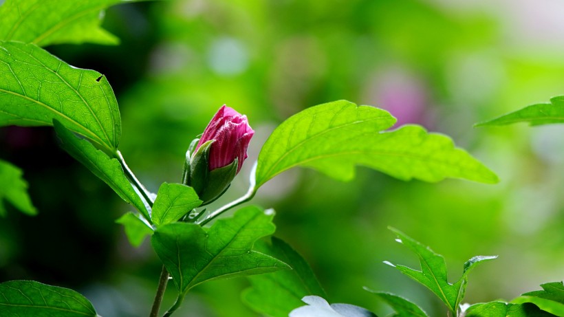 木槿花图片