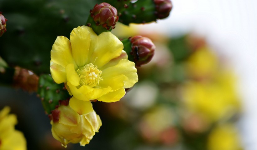 仙人掌花與蜜蜂圖片