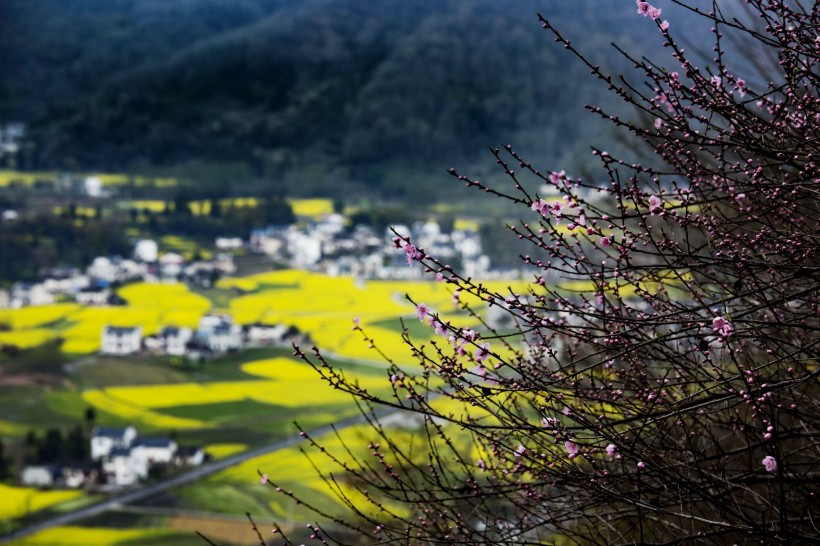 远眺油菜花田图片