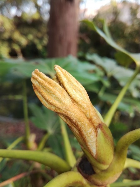 野外的植物图片