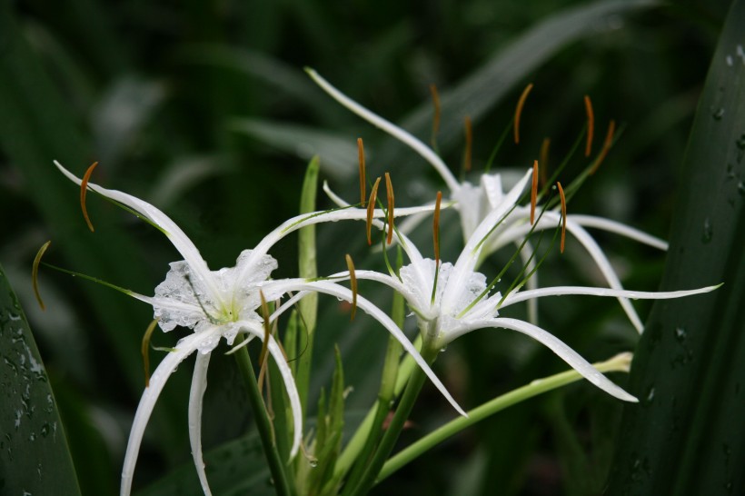 張揚(yáng)的蜘蛛百合花卉圖片