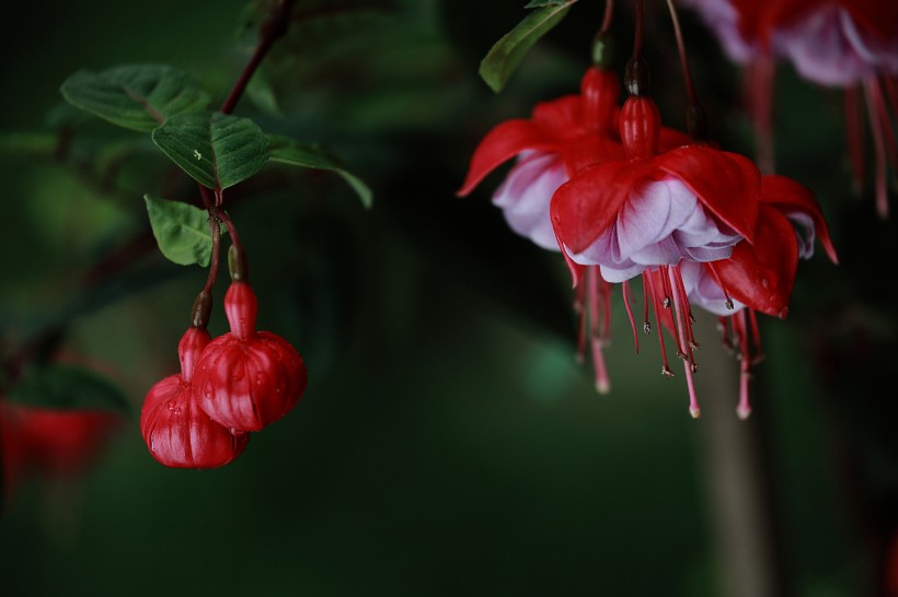 灯笼花图片