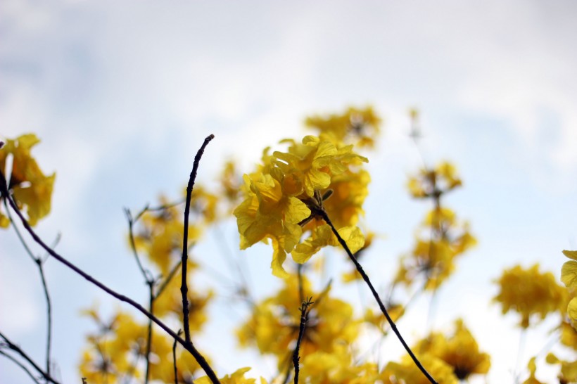 黃花風(fēng)鈴木圖片