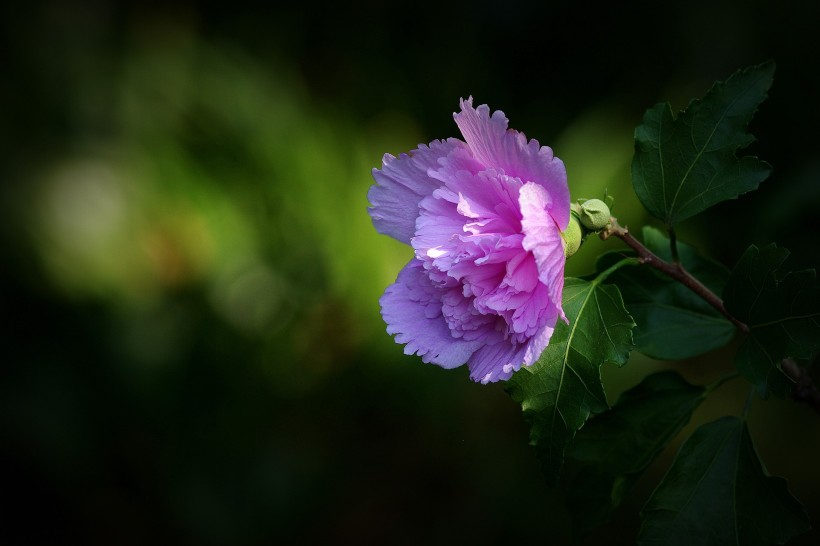 木槿花圖片