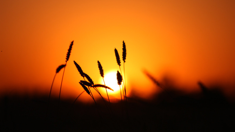 夕阳下的麦穗