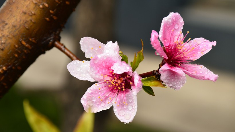 雨后桃花图片