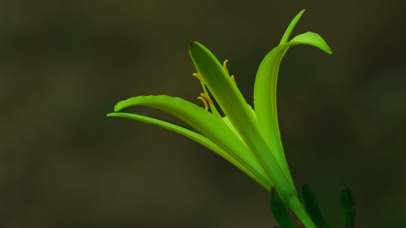 金针花图片