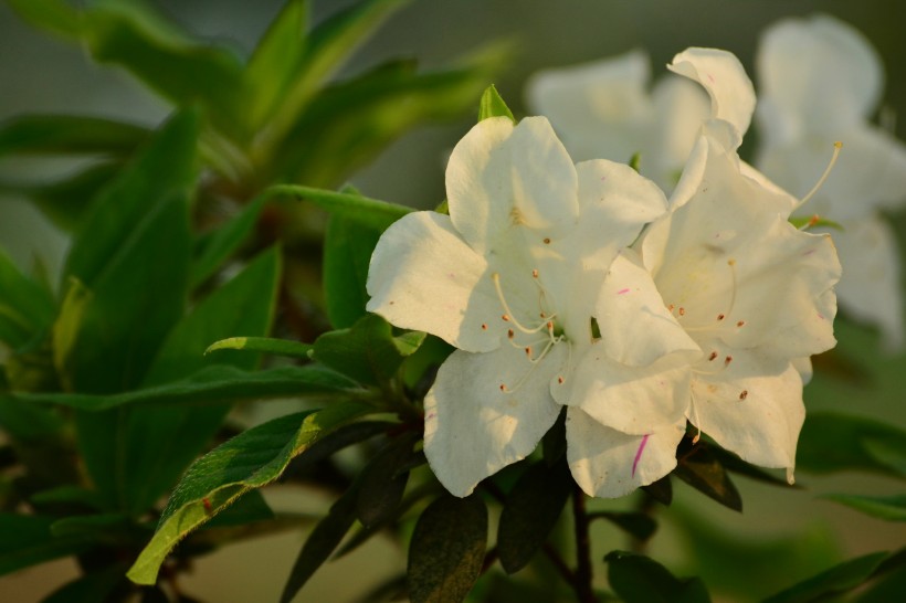 杜鹃花图片