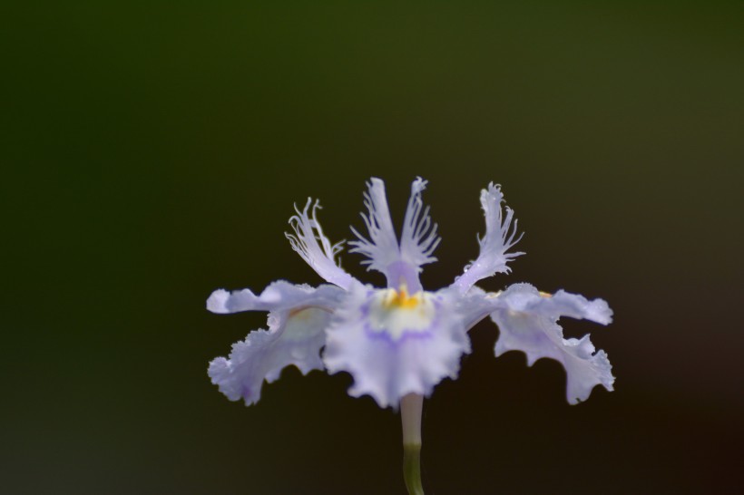 鸢尾花图片