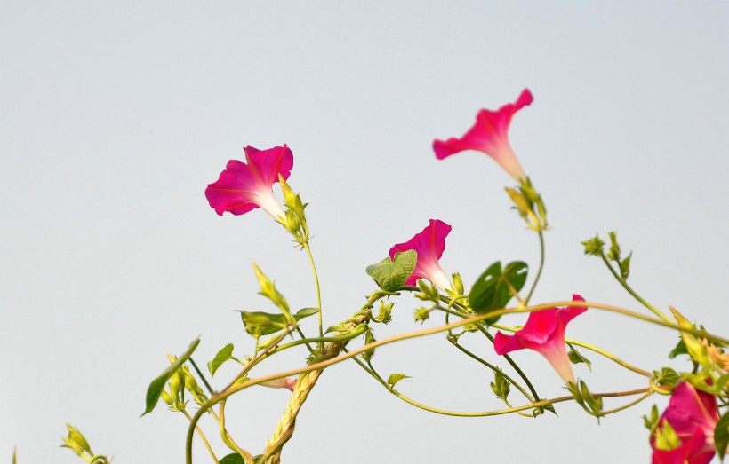 粉红色牵牛花图片