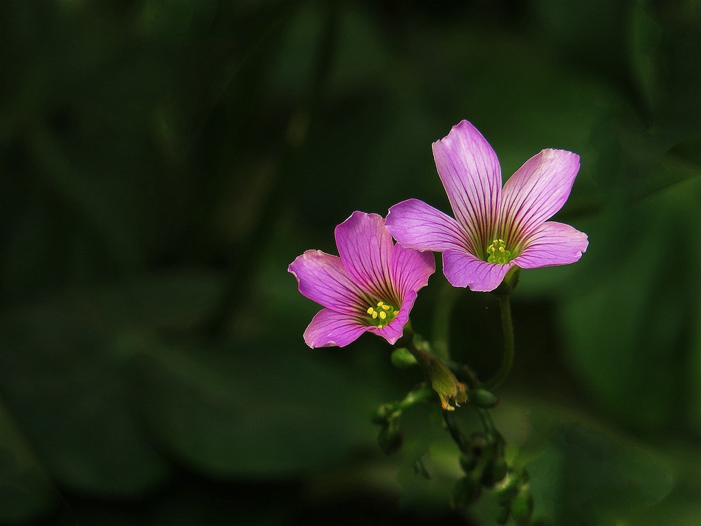 小小的红花酢浆草