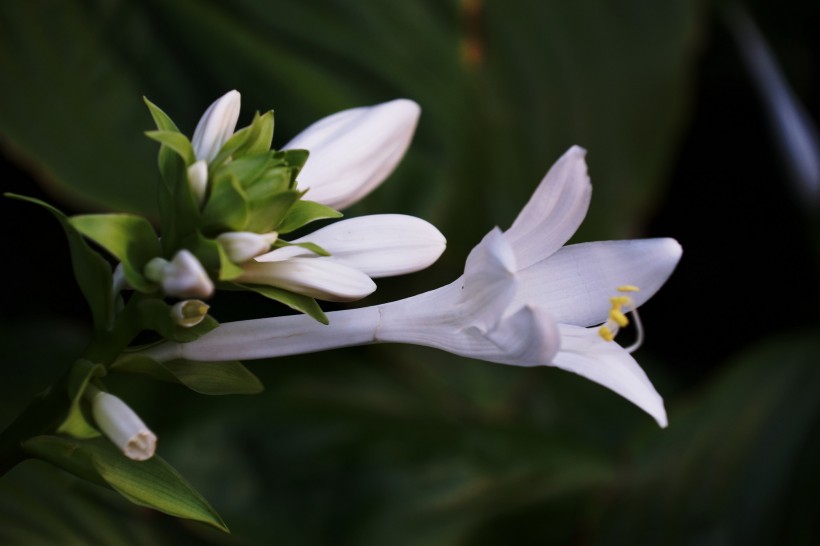 白色玉簪花圖片