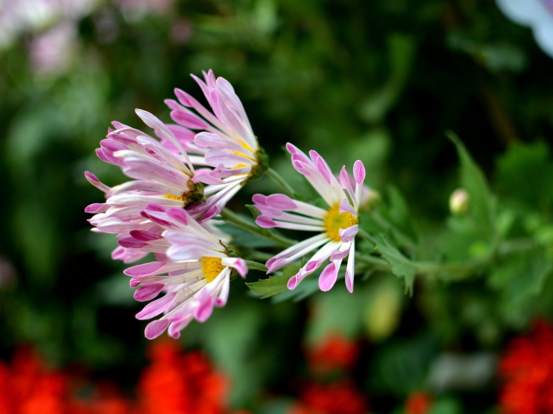 菊花圖片