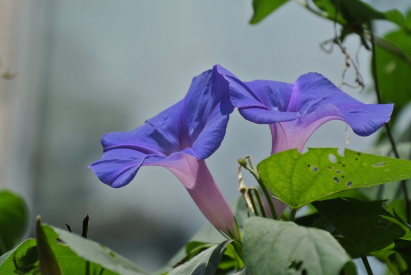 牵牛花图片