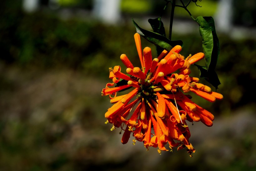 橙色炮杖花图片