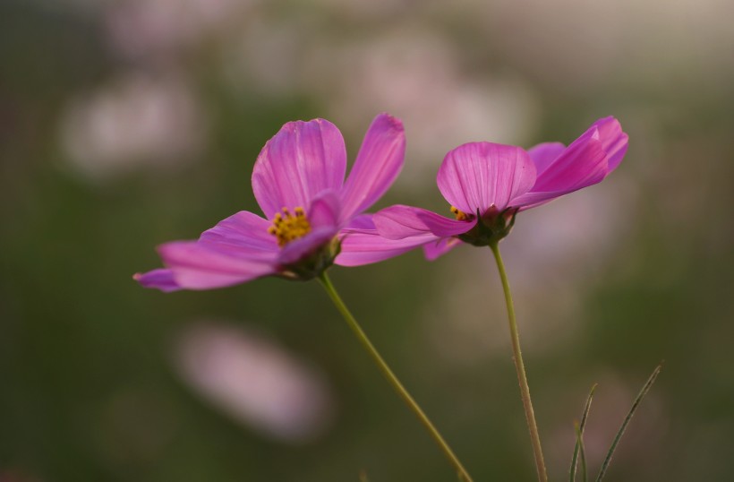 清纯淡雅格桑花图片