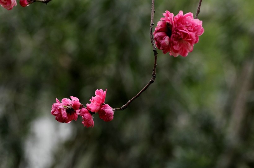 粉面桃花图片