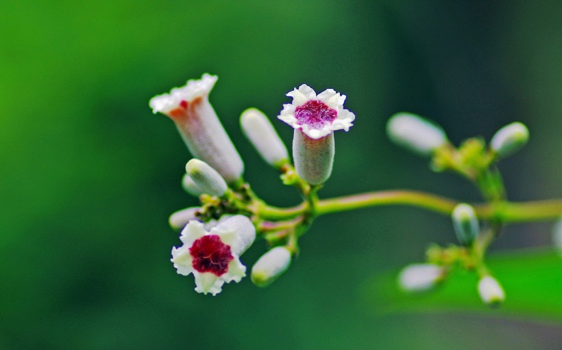 雞屎藤花圖片