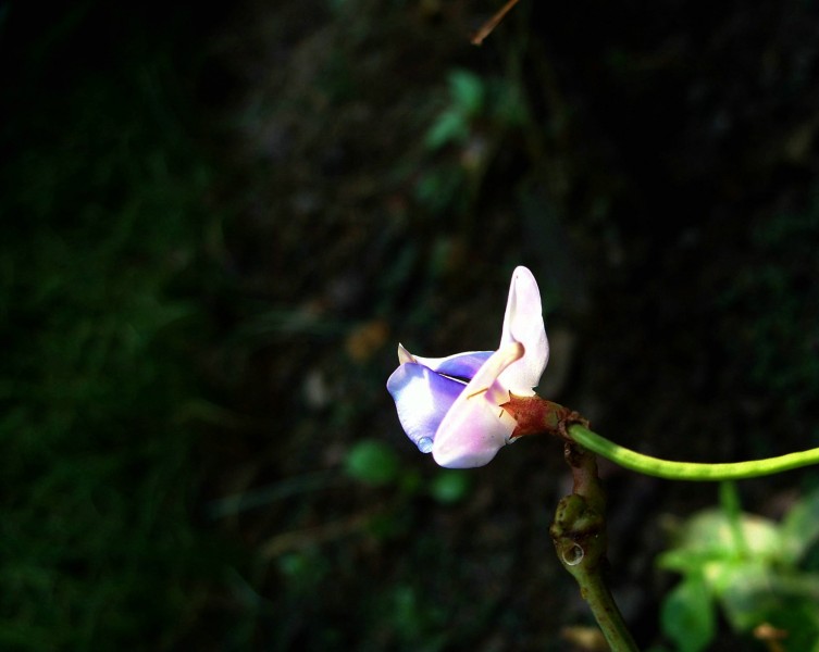 豆角花圖片