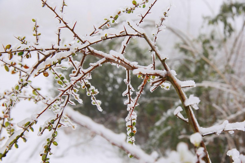 春天冰雪下坚强的嫩芽图片