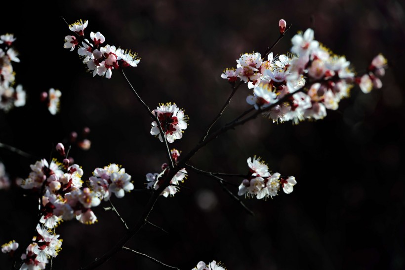 白色的杏花图片