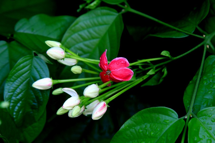 使君子花圖片