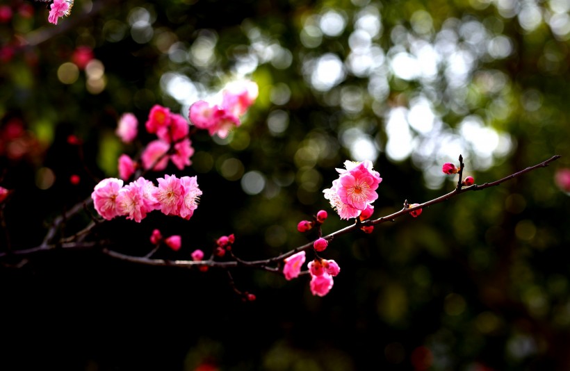 粉红色梅花图片