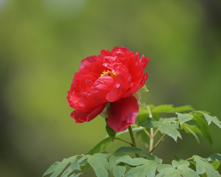 牡丹花圖片