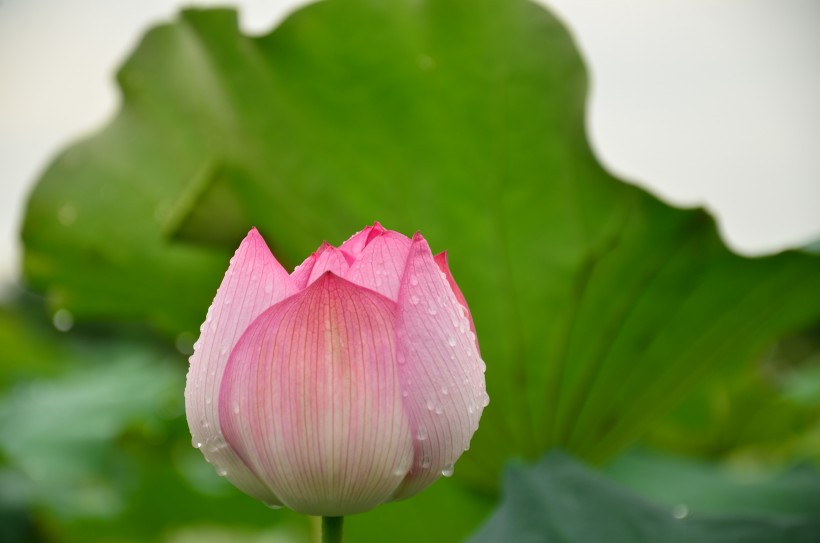 雨后荷花图片