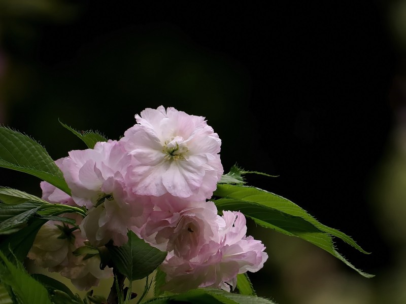 典雅芬芳的櫻花圖片