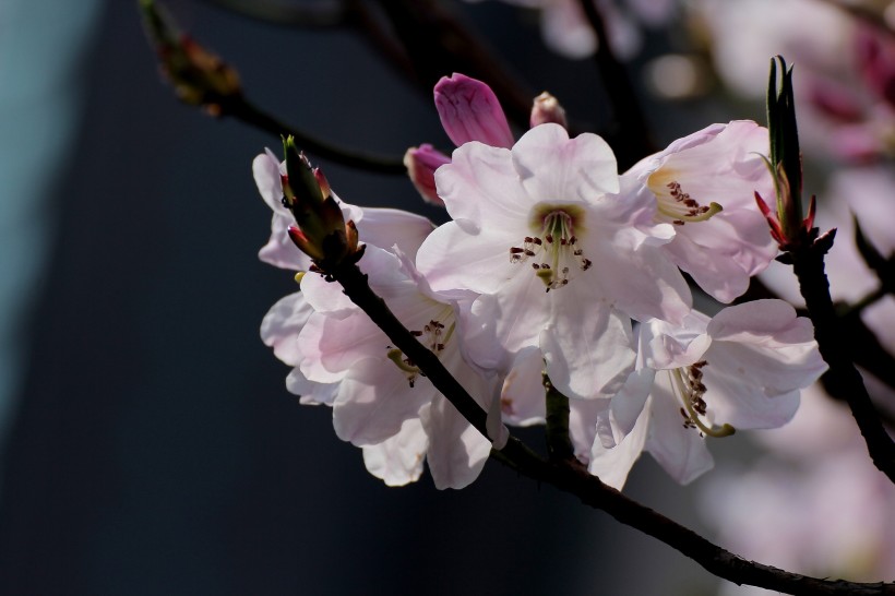 粉色杜鵑花圖片