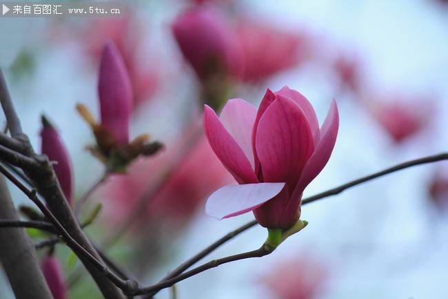 玉蘭花春天公園鮮花美景圖片