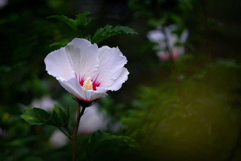 白色木槿花图片