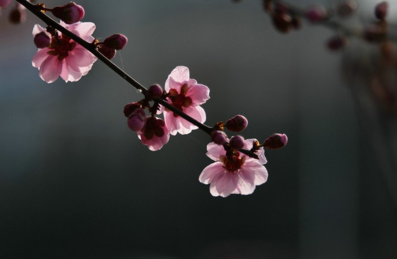 梅花图片