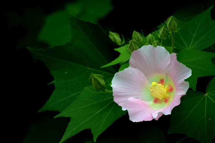 粉色木芙蓉图片