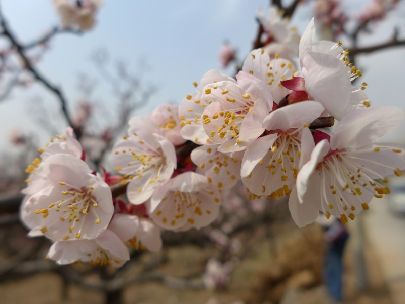 白色杏花图片