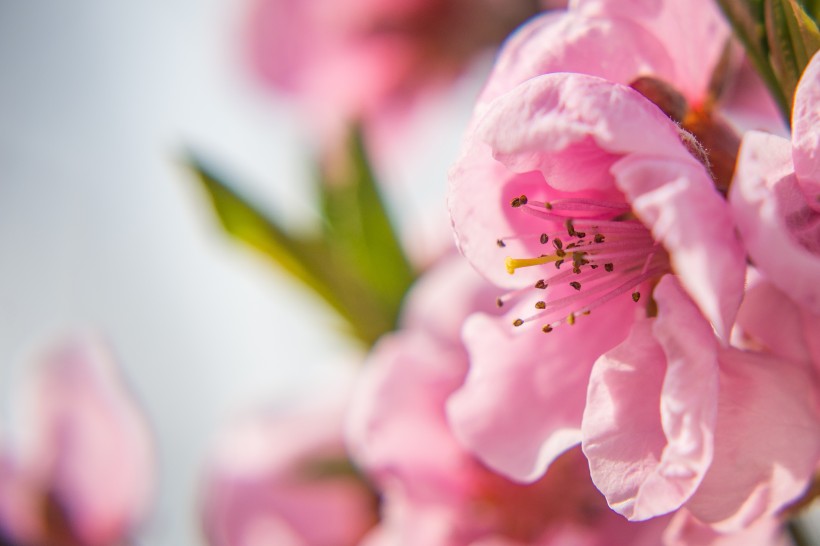 漂亮的桃花图片