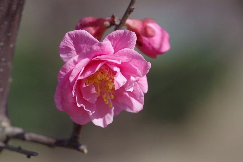 粉色梅花图片