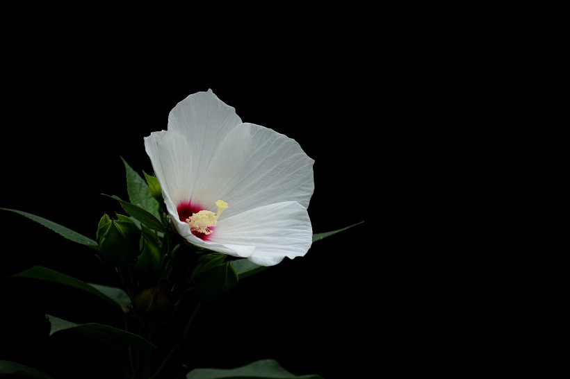 各種顏色的芙蓉花圖片