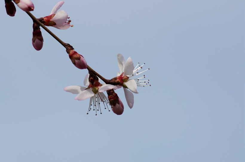 桃花圖片