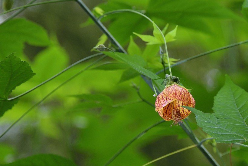 风铃花图片