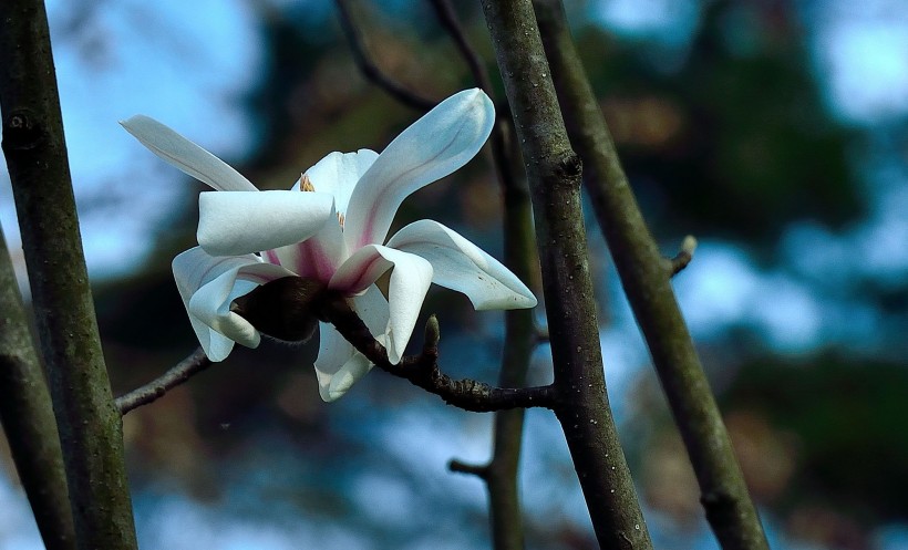 白玉兰花图片