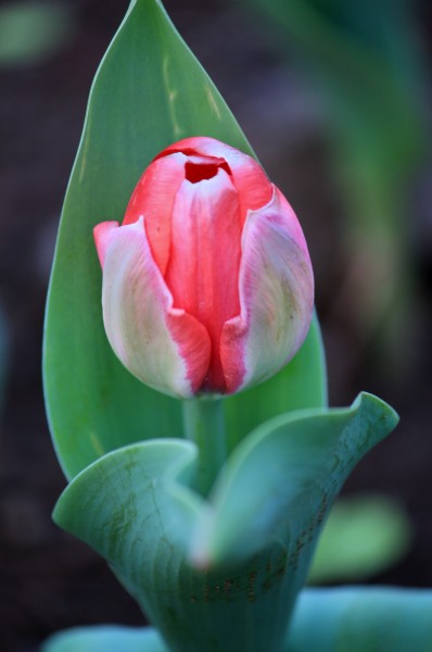 色彩鲜艳的郁金香花卉图片