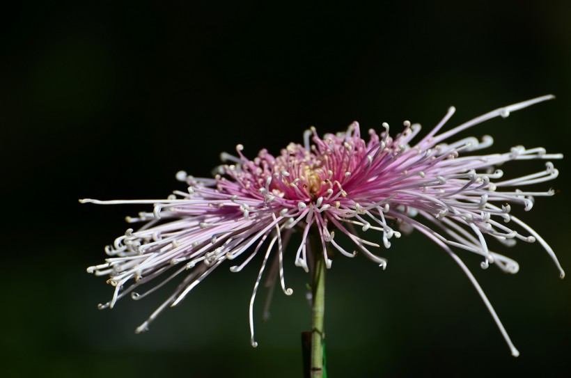 菊花圖片