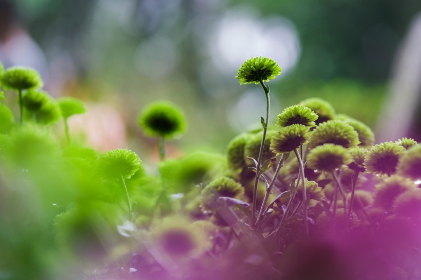 绿菊花图片