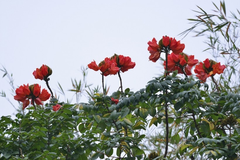 火焰花图片