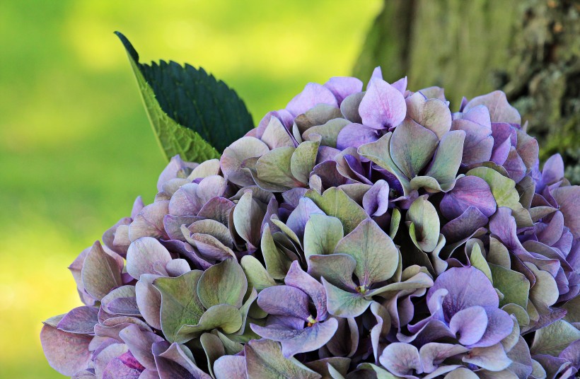 觀賞花木之八仙花圖片