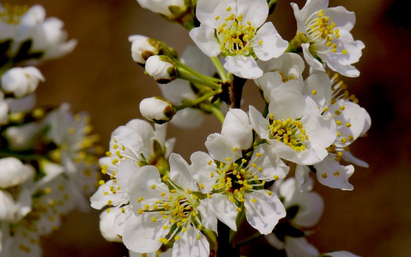 李子花图片