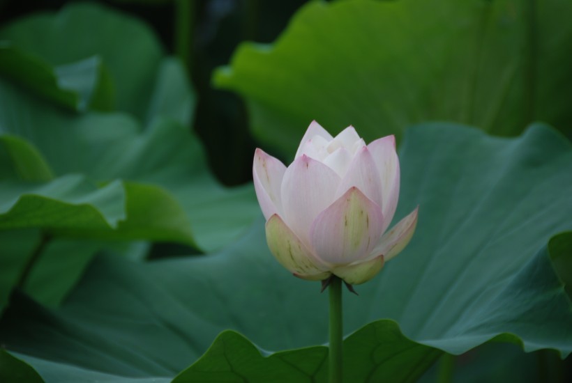 马蹄湖荷花图片